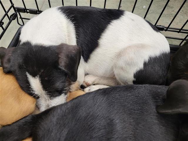 Shelter Stray Male Dog last seen Near BLOCK STATE HWY 151, 4710 TX-151, San Antonio, TX 78227, USA
