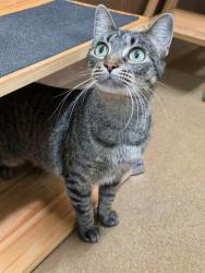 Shelter Stray Female Cat last seen ST CHARLES CO, 4850 Mid Rivers Mall Dr, St Peters, MO 63376, USA