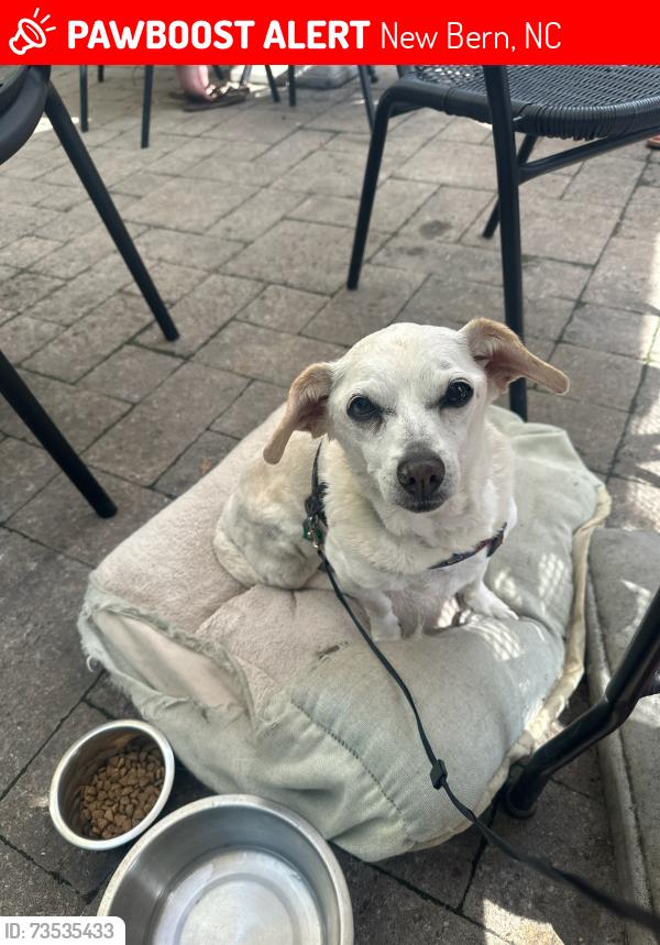 Lost Female Dog last seen Trent & 5th, New Bern, NC 28560