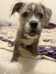 Reunited Female Dog last seen McDowell and 24th st, Phoenix, AZ 85006