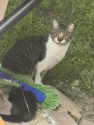 Lost Female Cat last seen Coral gables, Coral Gables, FL 33134