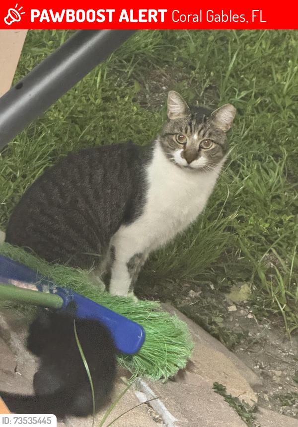 Lost Female Cat last seen Coral gables, Coral Gables, FL 33134