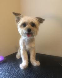 Reunited Female Dog last seen Palomino mustang, Whitsett, NC 27377