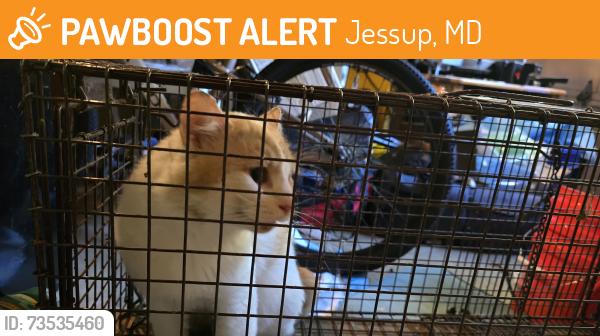 Found/Stray Unknown Cat last seen Vollmerhausen rd, Jessup, MD 20794