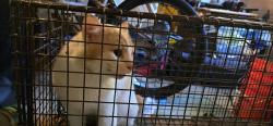Found/Stray Unknown Cat last seen Vollmerhausen rd, Jessup, MD 20794