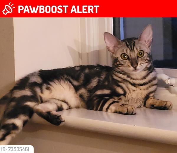 Lost Female Cat last seen Wymondham Rugby Club, Norfolk, England NR18 0WT