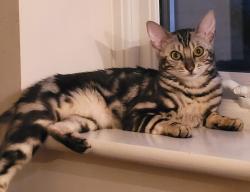 Lost Female Cat last seen Wymondham Rugby Club, Norfolk, England NR18 0WT