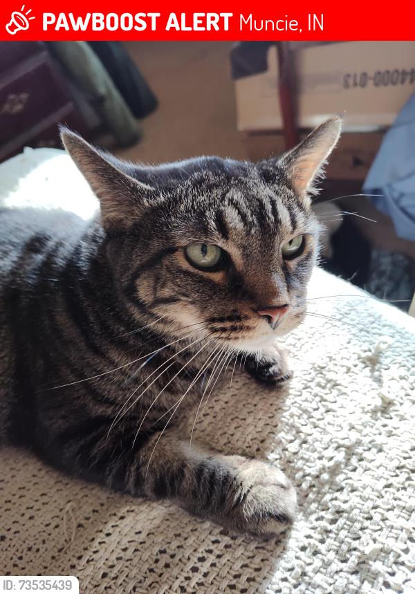 Lost Female Cat last seen On 67 South of Muncie between Hoyt and Bell Creek Rd, Muncie, IN 47302