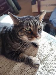Lost Female Cat last seen On 67 South of Muncie between Hoyt and Bell Creek Rd, Muncie, IN 47302