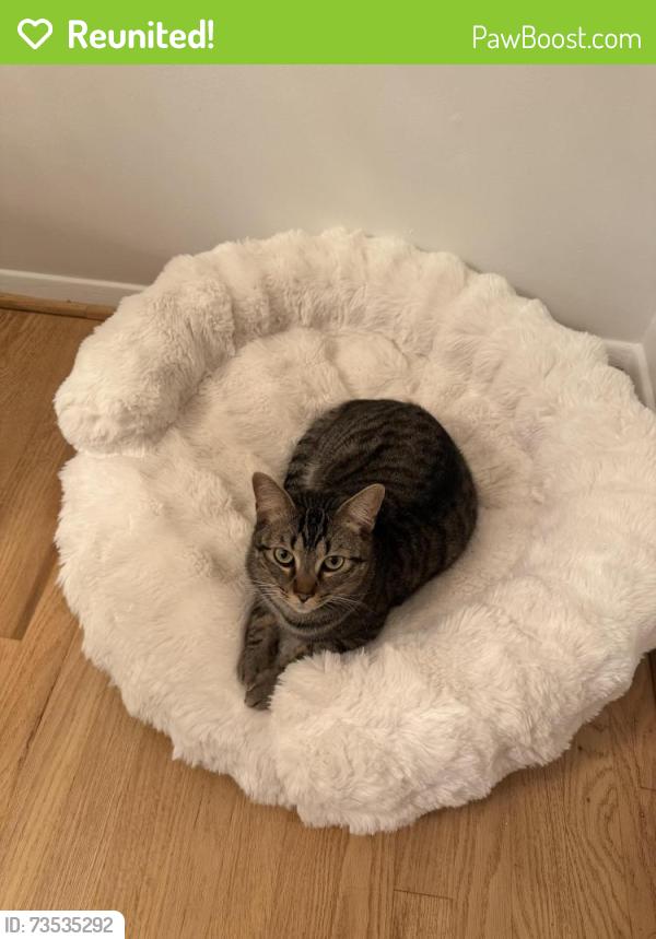 Reunited Male Cat last seen Across the street from Church of Christ At Manor Woods, Rockville, MD 20853