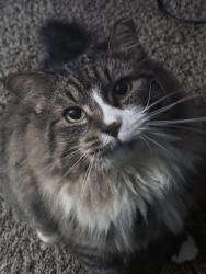 Reunited Female Cat last seen Near Kennebec St, Oxon Hill, MD 20745, USA, Oxon Hill, MD 20745