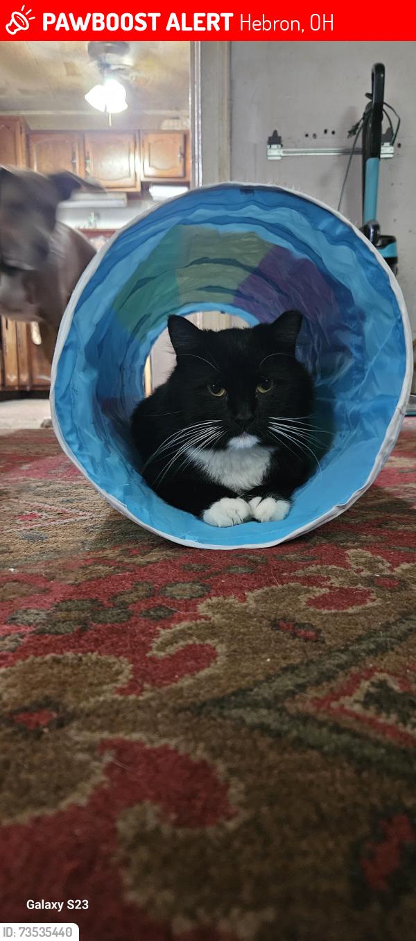 Lost Male Cat last seen Fire department, Hebron, OH 43025
