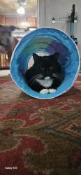 Lost Male Cat last seen Fire department, Hebron, OH 43025