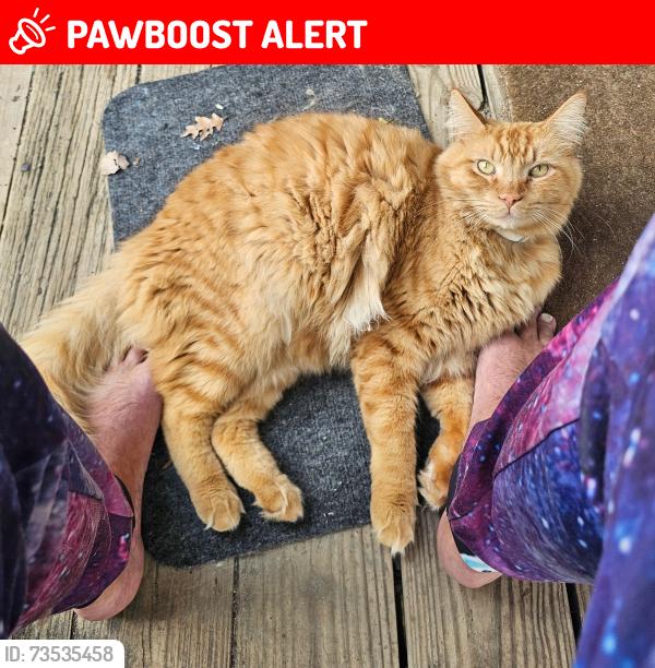 Lost Male Cat last seen Hewitt and willowood, Gwinnett County, GA 30039