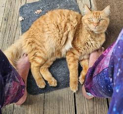 Lost Male Cat last seen Hewitt and willowood, Gwinnett County, GA 30039