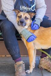 Shelter Stray Female Dog last seen Near Austin Park Lane, 30032, GA, 3280 Chamblee Dunwoody Rd, Chamblee, GA 30341, USA