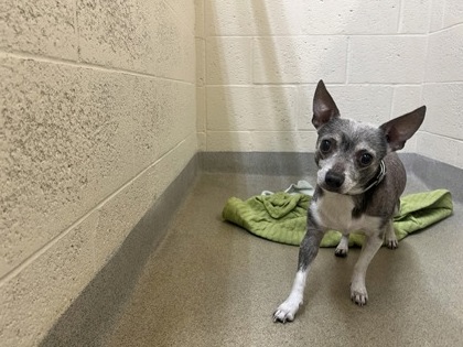 Shelter Stray Male Dog last seen Near 34th Ave, VB PD, FL, 6230 77th St, Vero Beach, FL 32967, USA