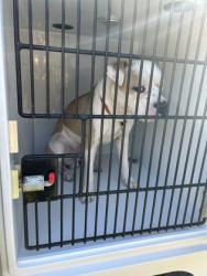 Shelter Stray Male Dog last seen Verbena St NW & Pansy St NW, Atlanta, GA, 1251 Fulton Industrial Blvd NW, Atlanta, GA 30336, USA