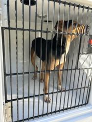 Shelter Stray Male Dog last seen Verbena St NW & Pansy St NW, Atlanta, GA, 1251 Fulton Industrial Blvd NW, Atlanta, GA 30336, USA