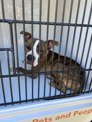 Shelter Stray Female Dog last seen Verbena St NW & Pansy St NW, Atlanta, GA, 1251 Fulton Industrial Blvd NW, Atlanta, GA 30336, USA