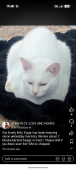 Lost Female Cat last seen Behind Target, near Orem Elementary, Orem, UT 84058