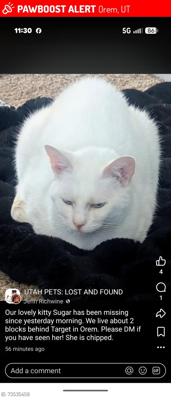 Lost Female Cat last seen Behind Target, near Orem Elementary, Orem, UT 84058