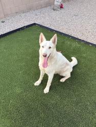 Found/Stray Female Dog last seen Rooks Rd & MC85, Buckeye, AZ 85326