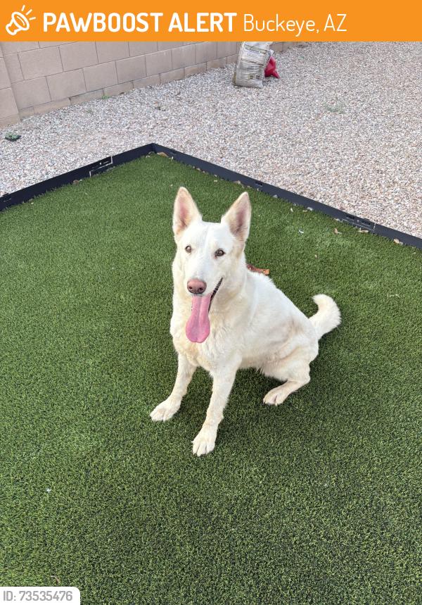 Found/Stray Female Dog last seen Rooks Rd & MC85, Buckeye, AZ 85326