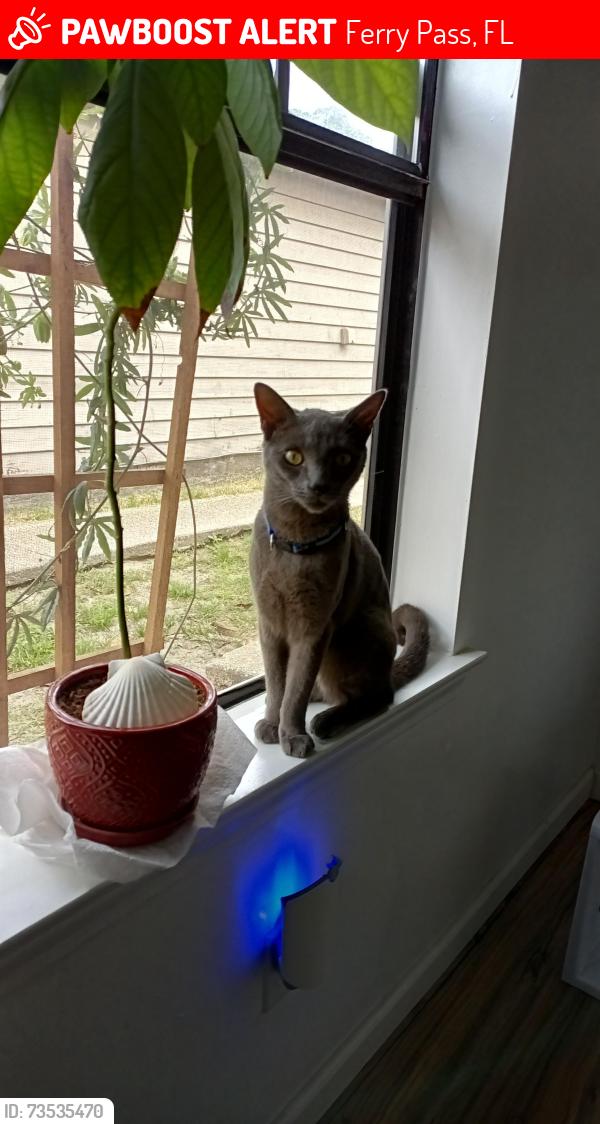 Lost Male Cat last seen N Davis Hwy and Shoal Creek Dr, Ferry Pass, FL 32514