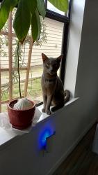 Lost Male Cat last seen N Davis Hwy and Shoal Creek Dr, Ferry Pass, FL 32514