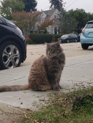 Lost Unknown Cat last seen S Branciforte Avenue and Peck Terrace, Santa Cruz, CA 95062