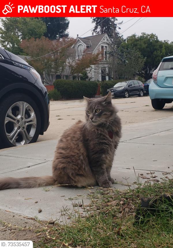 Lost Unknown Cat last seen S Branciforte Avenue and Peck Terrace, Santa Cruz, CA 95062