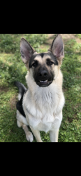 Lost Male Dog last seen Covena Avenue and Edgebrook drive, Modesto, CA 95354