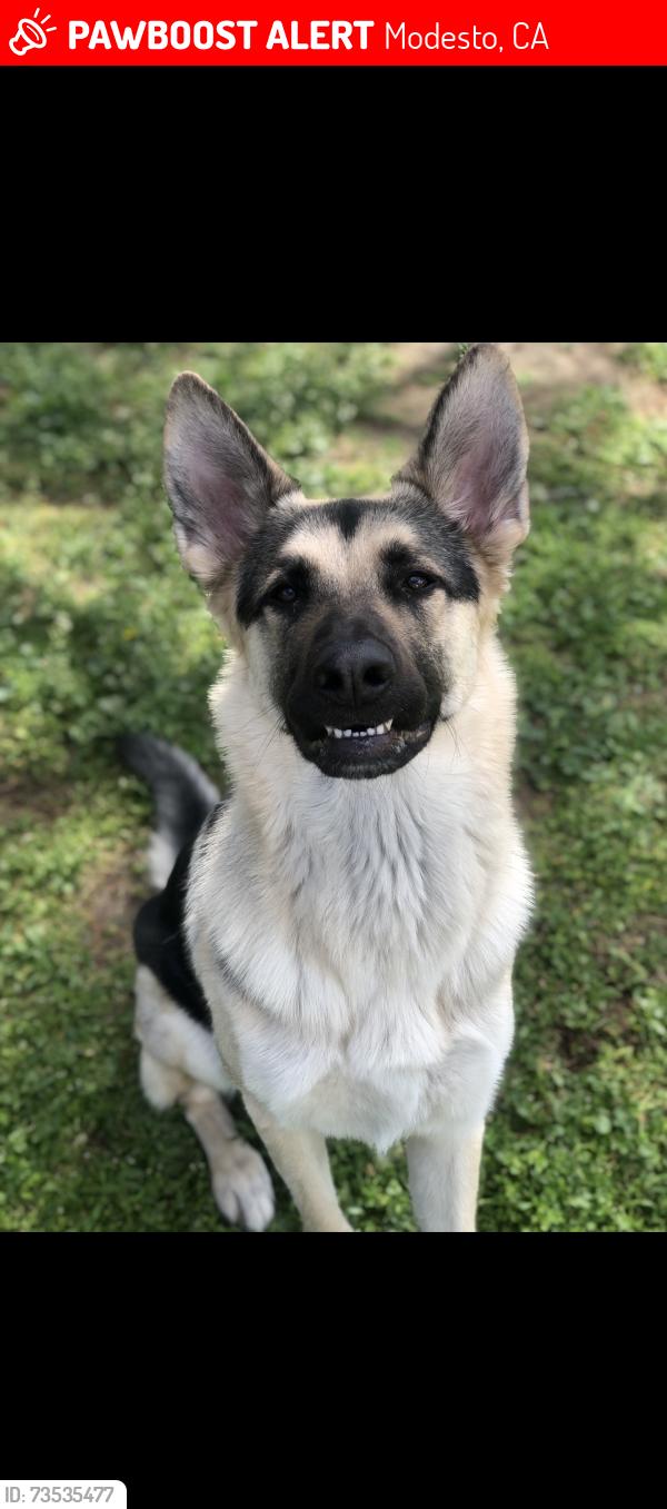 Lost Male Dog last seen Covena Avenue and Edgebrook drive, Modesto, CA 95354