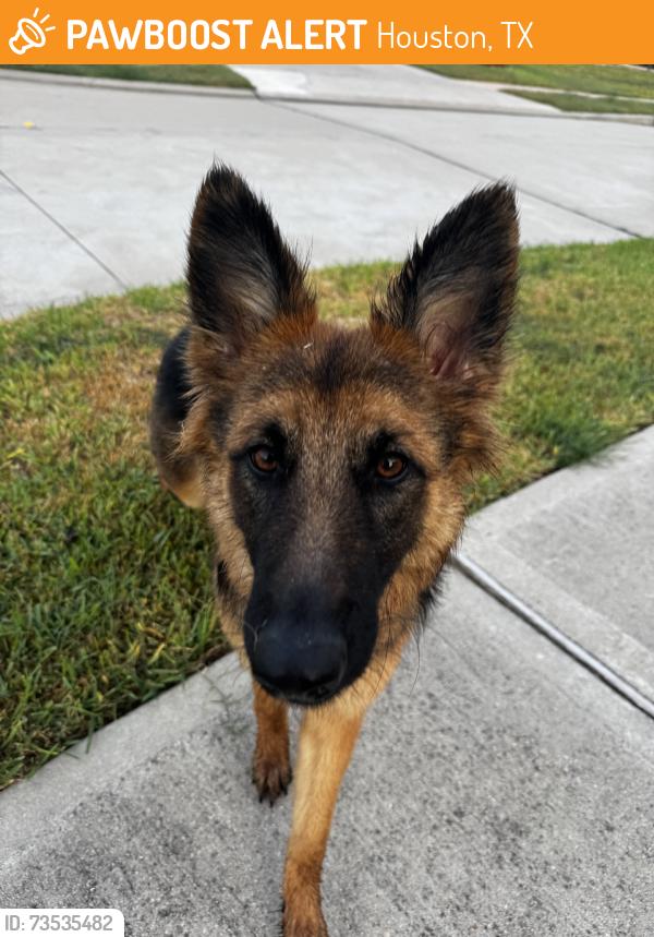 Found/Stray Unknown Dog last seen Almeda, Houston, TX 77045