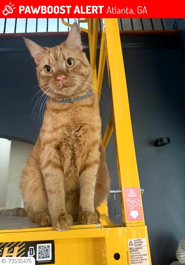 Lost Male Cat last seen Rutherford road 30318, Atlanta, GA 30318