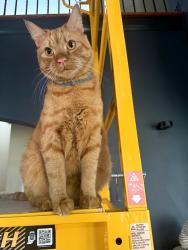 Lost Male Cat last seen Rutherford road 30318, Atlanta, GA 30318
