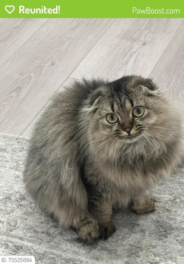 Reunited Female Cat last seen Parkway and orchard street, Markham, ON L3P 1Y4