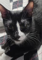 Reunited Male Cat last seen By motley and Lawrence elementary area, Mesquite, TX 75150