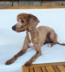 Reunited Female Dog last seen Bryton Neighborhood, Huntersville, NC 28078