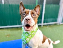 Shelter Stray Female Dog last seen E 157 Street, BRONX, NY, 10451, 326 E 110th St, New York, NY 10029, USA