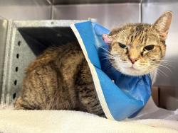 Shelter Stray Female Cat last seen Near Clay Avenue, BRONX, NY, 10457, 326 E 110th St, New York, NY 10029, USA