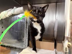 Shelter Stray Male Cat last seen Apt 5B,355 E 165 Street, BRONX, NY, 10456, 326 E 110th St, New York, NY 10029, USA