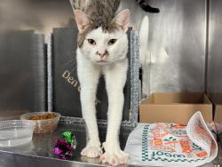 Shelter Stray Male Cat last seen Highway, BRONX, NY, 10459, 326 E 110th St, New York, NY 10029, USA