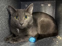 Shelter Stray Female Cat last seen Near st lex park ave, NEW YORK, NY, 10035, 326 E 110th St, New York, NY 10029, USA