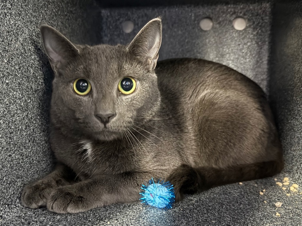 Shelter Stray Female Cat last seen Near st lex park ave, NEW YORK, NY, 10035, 326 E 110th St, New York, NY 10029, USA