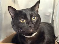 Shelter Stray Male Cat last seen Near W 126th Street, NEW YORK, NY, 10027, 326 E 110th St, New York, NY 10029, USA