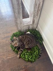 Reunited Female Cat last seen Greenfield Hill, Fairfield, CT 06824, USA, Fairfield, CT 06824