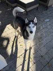 Reunited Female Dog last seen Near Block of E. Lemon St., Lancaster, PA 17604