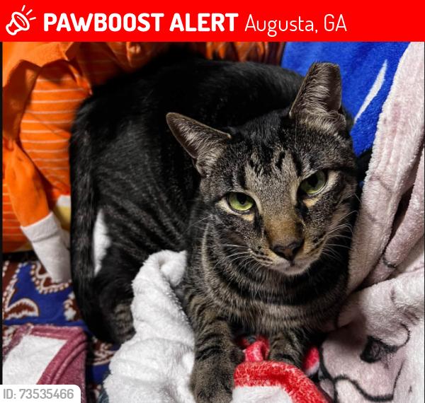 Lost Male Cat last seen the Tanglewood Dr. and Jackson Rd. area off of Wrightsboro Rd., Augusta, GA 30909